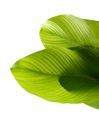 imagen decorativa de hoja
