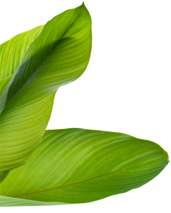 imagen decorativa de hoja
